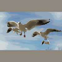 Warum können Vögel fliegen?